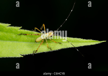 Bush Grashuepfer (Scudderia SP.) Nymphe. Stockfoto