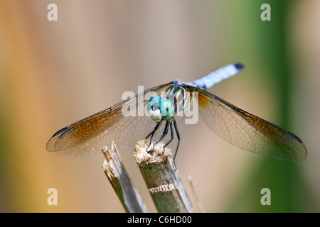 Blaue Libelle Dasher (Pachydiplax Longipennis) Stockfoto