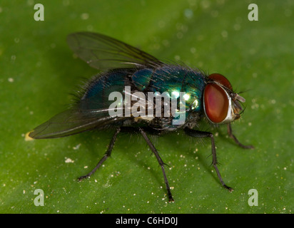 Greenbottle Fly (Lucilia oder Paenicia Sericata), eine gemeinsame Schmeißfliege. Durch forensische Entomologen zur Altersbestimmung von Leichen. Stockfoto
