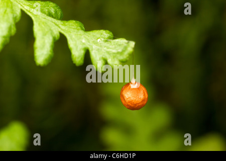Ray Spinne (Theridiosoma Gemmosum) Ei Sac. Stockfoto