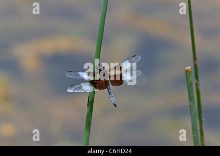 Männliche Witwe Abstreicheisen Libelle ruht auf Reed. Stockfoto