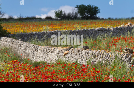 Ein Feld von wilden Mohn (Papaver Rhoeas) in Sizilien Stockfoto