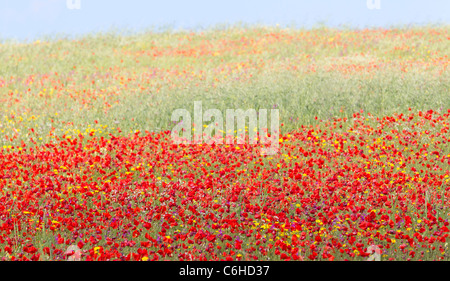 Ein Feld von wilden Mohn (Papaver Rhoeas) in Sizilien Stockfoto