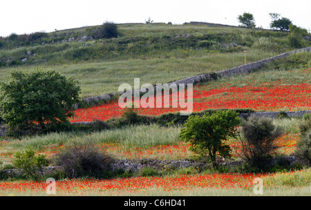 Ein Feld von wilden Mohn (Papaver Rhoeas) in Sizilien Stockfoto