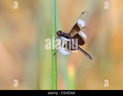 Männliche Witwe Abstreicheisen Libelle ruht auf Reed. Stockfoto