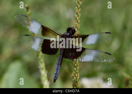 Männliche Witwe Abstreicheisen Libelle auf Wegerich. Stockfoto