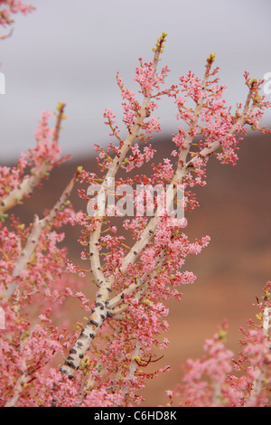 Nahaufnahme von rosa Ceraria Blumen Stockfoto
