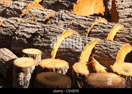 Auszug aus frisch geschnittenen Kiefer meldet sich in der Nachmittagssonne. Stockfoto