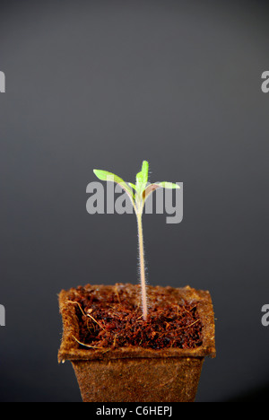 Sämling der Tomate (Solanum Lycopersicum) Stockfoto
