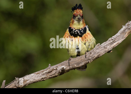 Crested Barbet thront auf einem Ast Stockfoto