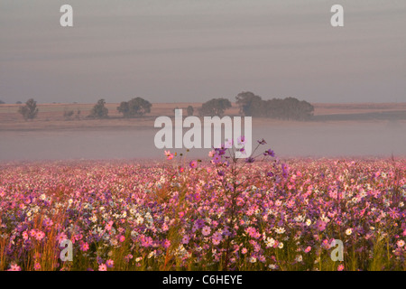 Highveld Landschaft mit einem Feld von Kosmos und Nebel in einem entfernten Tal Stockfoto