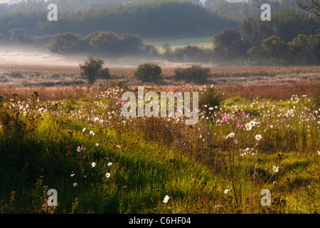 Ländliches Motiv mit einem Feld von Kosmos Blumen wachsen im Hinblick auf eine neblige Tal hinaus Stockfoto