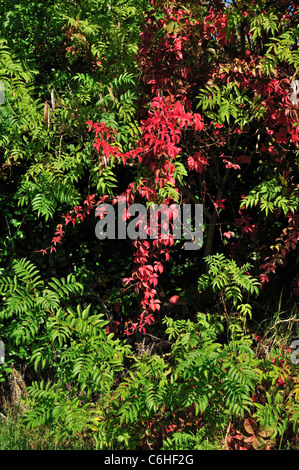Herbstblätter auf der Buitenverwagten Farm Stockfoto