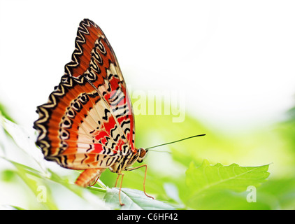 Schmetterling (Red Florfliege) sitzt auf einem grünen Blatt Stockfoto