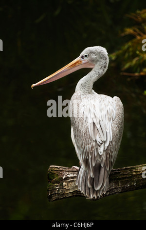 Rosa-backed Pelikan Pelecanus saniert Twycross Zoo Warwickshire England UK GB EU Europa Stockfoto