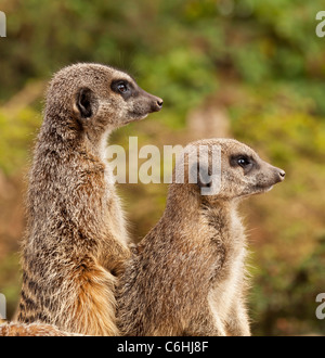 Erdmännchen stehend Seitenansicht Twycross zoo Stockfoto