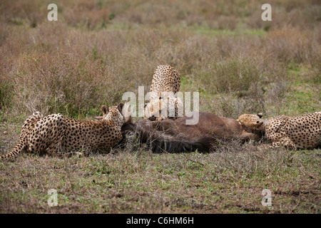 drei männliche Geparden Fütterung auf Beute, Acinonyx Jubatus, Serengeti, Tansania, Afrika Stockfoto