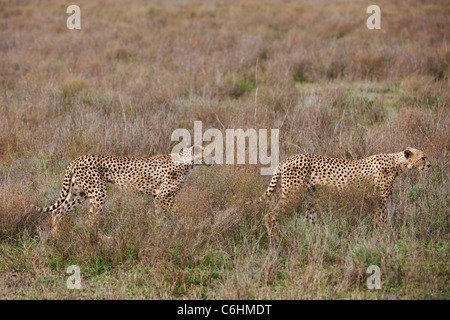 zwei männliche Geparden auf Jagd, Acinonyx Jubatus, Serengeti, Tansania, Afrika Stockfoto