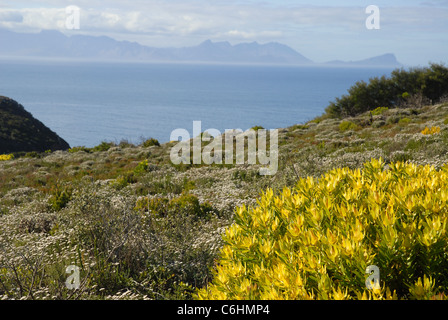 Küstenvegetation, Kap der guten Hoffnung und Cape Point, Table Mountain National Park, Western Cape, Südafrika Stockfoto