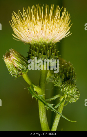 Gelbe Melancholie Distel, Cirsium Erisithales in Blüte, Slowenien. Stockfoto