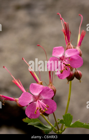 Ein Storchschnabel, Geranium Macrorrhizum, in Blüte; Slowenien. Stockfoto