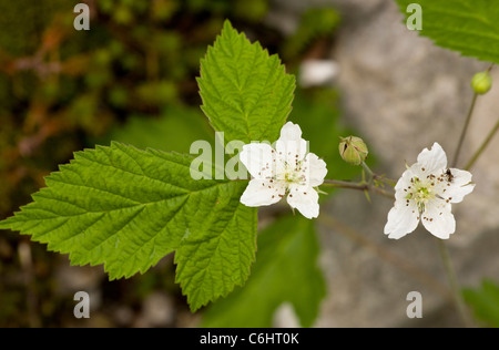 Kratzbeere Rubus Caesius in Blüte. Stockfoto