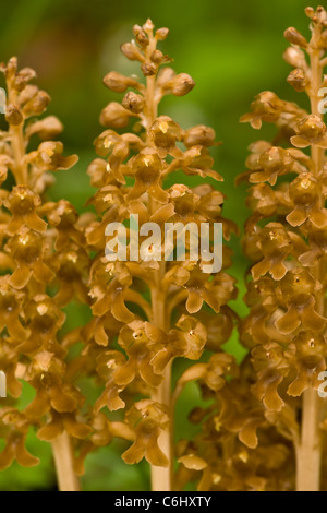 Vogels Nest Orchid, Neottia Nidus-Avis. Saprophytischen Orchidee in Buchenholz. Stockfoto