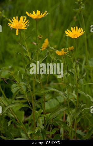 Gelben Ochsen-Auge Gänseblümchen, Buphthalmum Salicifolium, Julischen Alpen, Slowenien. Stockfoto