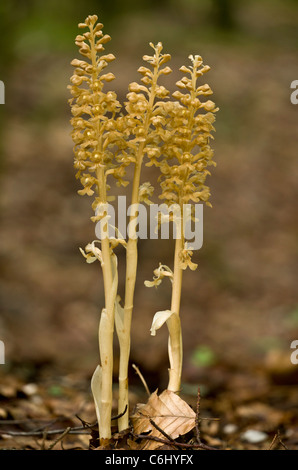 Vogels Nest Orchid, Neottia Nidus-Avis. Saprophytischen Orchidee in Buchenholz. Stockfoto