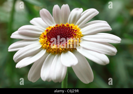 Marokkanische Daisy Stockfoto