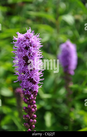 Schöne lila Liatris Spicata Kobold Blumen auf grünem Hintergrund Stockfoto