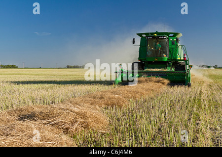 Ein John Deere kombinieren Ernte eine Raps Ernte auf dem Froese-Bauernhof in der Nähe von Winkler, Manitoba, Kanada. Stockfoto