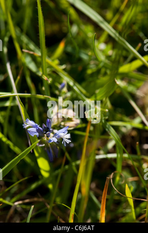 Gemeinsamen Kreuzblume Polygala Vulgaris, in voller Blüte Stockfoto