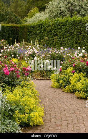 Der Strauch Rosengarten am RHS Rosemoor im Juni, Devon, England, Vereinigtes Königreich Stockfoto