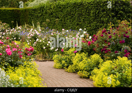 Der Strauch Rosengarten am RHS Rosemoor im Juni, Devon, England, Vereinigtes Königreich Stockfoto