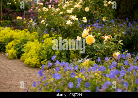 Der Strauch Rosengarten am RHS Rosemoor, mit Rosa Graham Thomas 'Ausmas' im Vordergrund Stockfoto