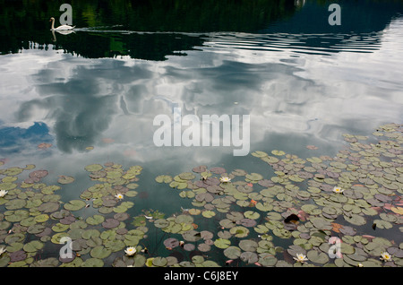 Höckerschwan schwimmen zwischen Seerosen am Bleder See, Julischen Alpen, Slowenien. Stockfoto