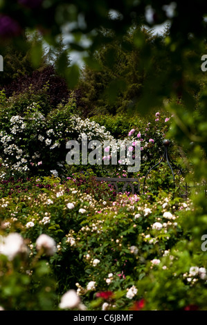 Der Strauch Rosengarten am RHS Rosemoor im Juni, Devon, England, Vereinigtes Königreich Stockfoto