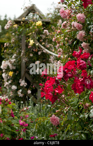 Rosa "Dortmunder" im Rosengarten Strauch im Juni, RHS Rosemoor, Devon, England, United Kingdom Stockfoto