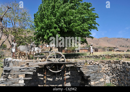 Bullock am Wasserrad Aravalli Hills Rajasthan Indien Stockfoto