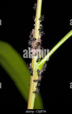 Nahaufnahme von Pharao Ameisen Melken Blattläuse Stockfoto