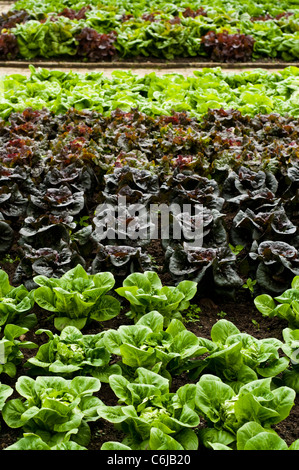 Salat, Lactuca Sativa 'Little Gem', "Pandero", "Mottistone", "Ganzjährig" und "Salat Schüssel gemischten" (von vorne nach hinten) Stockfoto