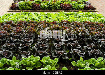 Salat, Lactuca Sativa 'Little Gem', "Pandero", "Mottistone", "Ganzjährig" und "Salat Schüssel gemischten" (von vorne nach hinten) Stockfoto