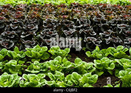 Salat, Lactuca Sativa 'Little Gem', "Pandero" und "Mottistone" (von vorne nach hinten) Stockfoto