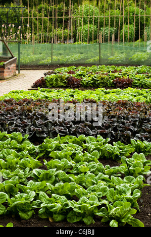 Salat, Lactuca Sativa 'Little Gem', "Pandero", "Mottistone", "Ganzjährig" und "Salat Schüssel gemischten" (von vorne nach hinten) Stockfoto