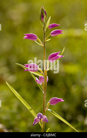 Red Helleborine, Cephalanthera Rubra, in Blüte, Slowenien. Stockfoto