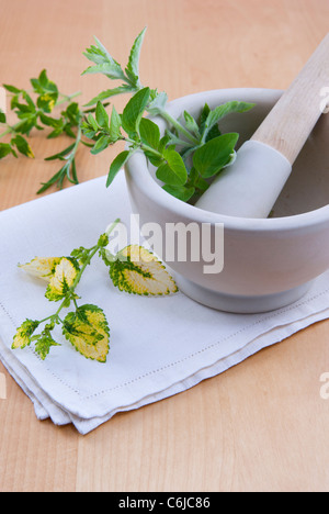 Mörser und Stößel mit frischen Kräutern. Stockfoto