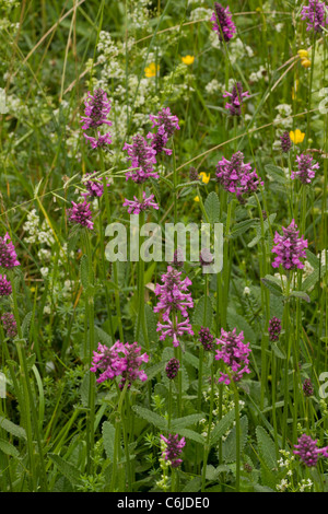 Betony, Betonica Officinalis = Niederwendischen, in Blüte auf Wiese. Stockfoto