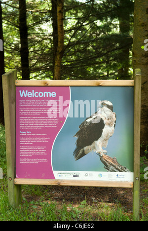 Osprey anzeigen bei Dodd Wood, Nationalpark Lake District, Cumbria, England. Stockfoto