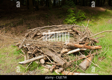 Replika / Demonstration Fischadler nisten, Dodd Wood Lake District National Park, Cumbria, England. Stockfoto